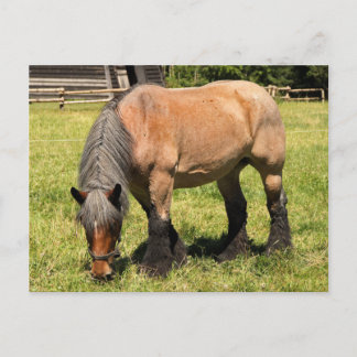Carte Postale Cheval