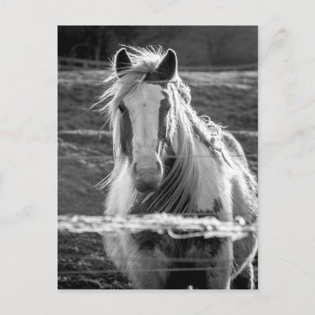 Carte Postale Cheval (Devant)