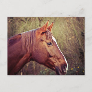 Carte Postale Cheval