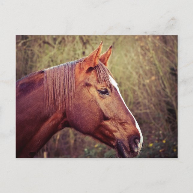 Carte Postale Cheval (Devant)