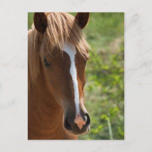Carte Postale Cheval