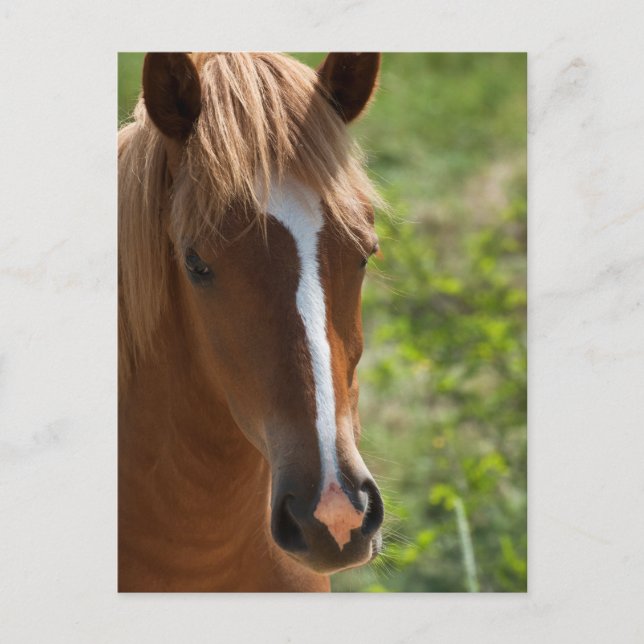 Carte Postale Cheval (Devant)