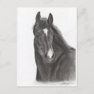 Carte Postale Cheval