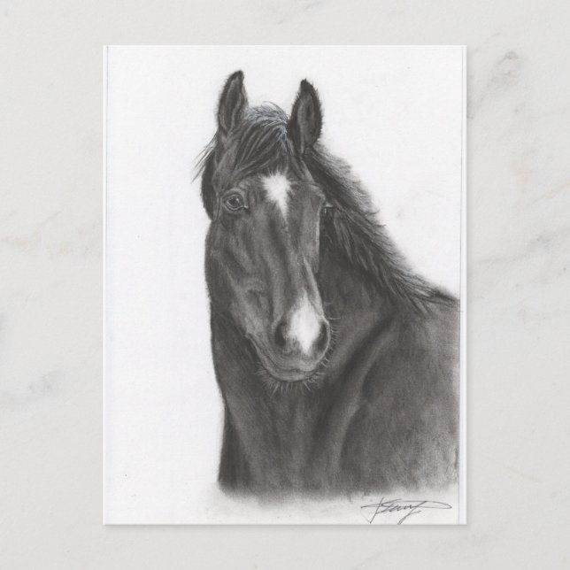 Carte Postale Cheval (Devant)