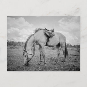 Carte postale Cheval