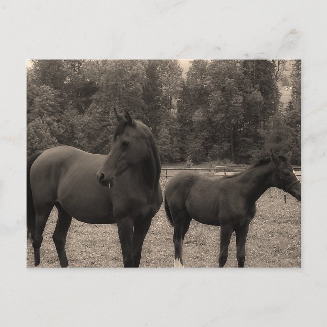 Carte Postale cheval (Devant)