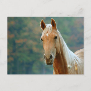 Carte Postale Cheval