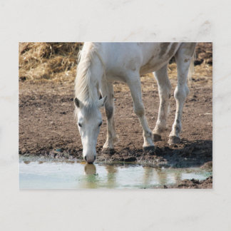 Carte Postale Cheval