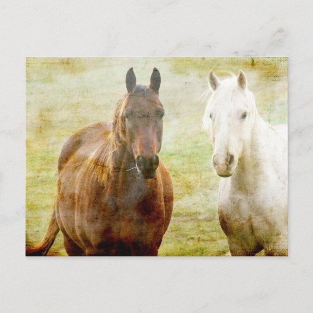 Carte Postale Cheval (Devant)