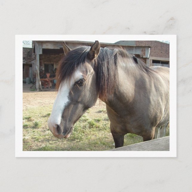 Carte Postale cheval (Devant)