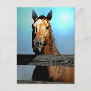Carte Postale Cheval