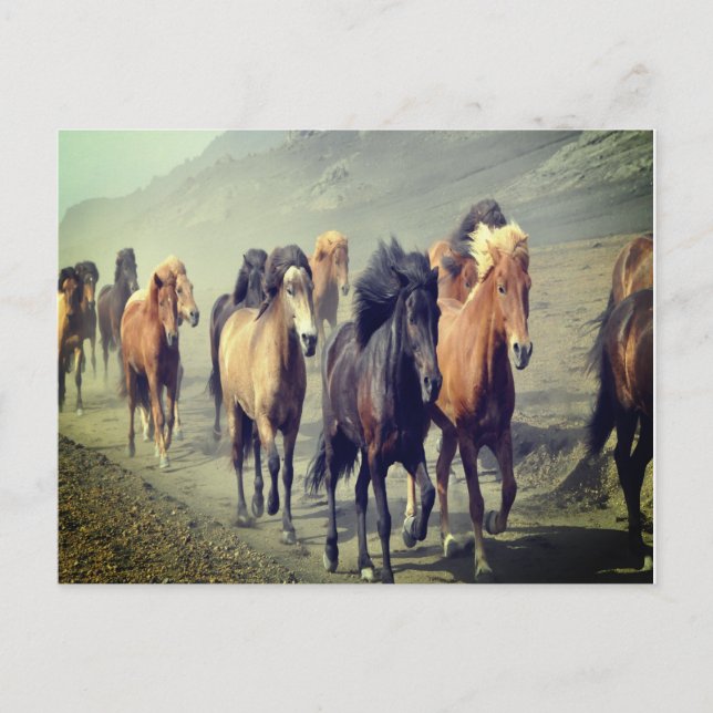 Carte postale Cheval (Devant)