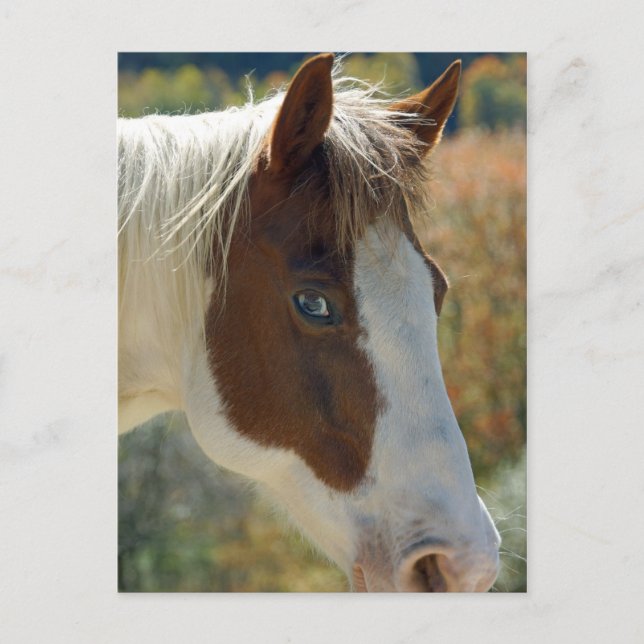Carte postale Cheval (Devant)