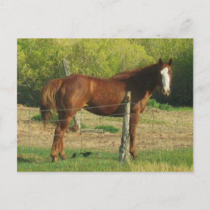 Carte Postale Cheval