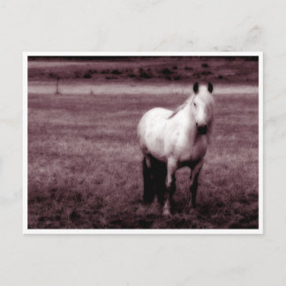 Carte postale Cheval