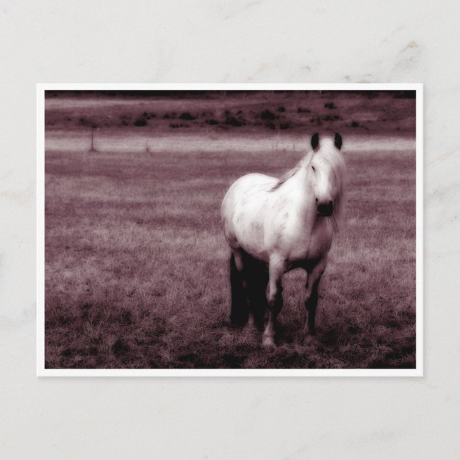 Carte postale Cheval (Devant)