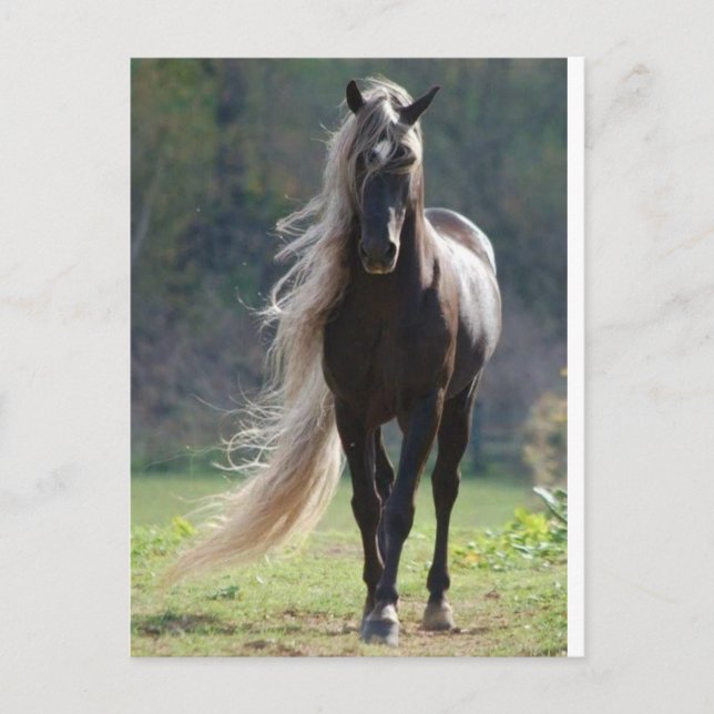 Carte Postale Cheval (Devant)