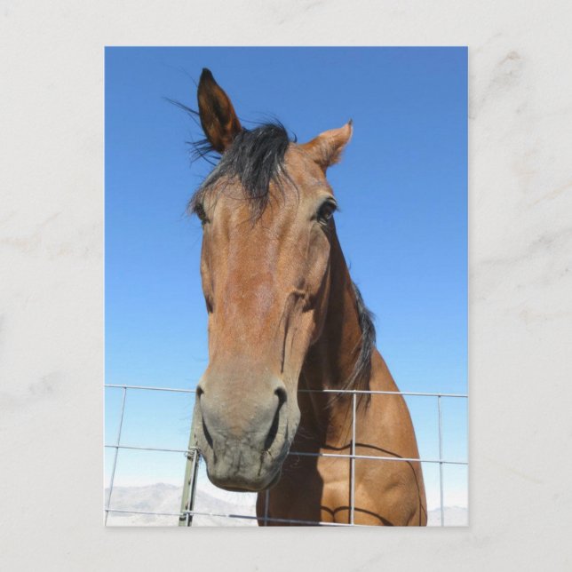 Carte Postale Cheval (Devant)