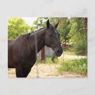 Carte postale Cheval