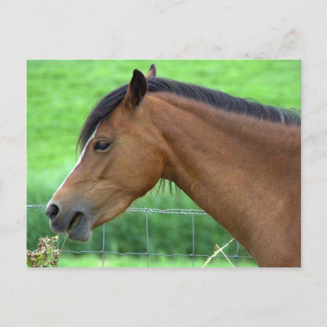 Carte Postale Cheval (Devant)