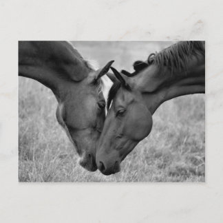 Carte postale Cheval
