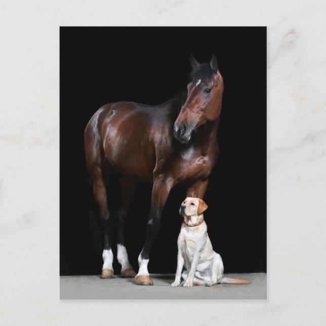 Carte postale Cheval (Devant)