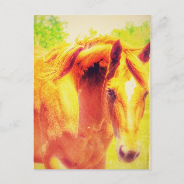 Carte Postale Cheval (Devant)