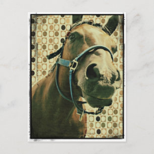Carte Postale Cheval