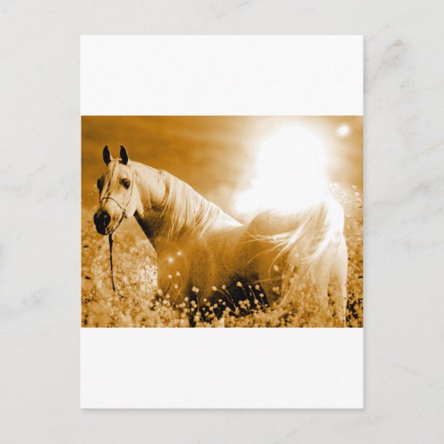 Carte Postale Cheval (Devant)