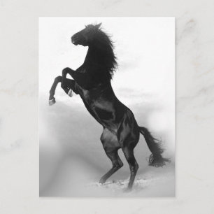 Carte Postale Cheval