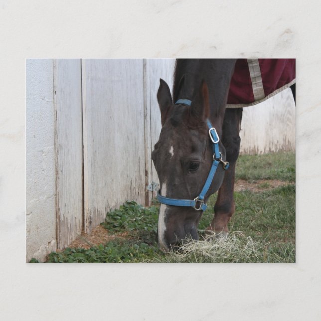 Carte postale Cheval (Devant)