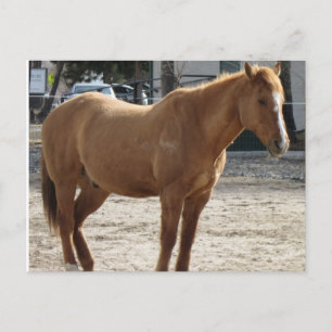 Carte postale Cheval