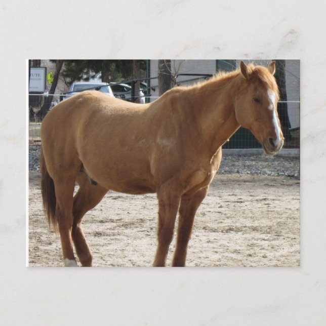 Carte postale Cheval (Devant)