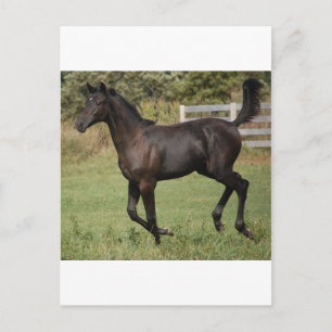 Carte Postale Cheval-2