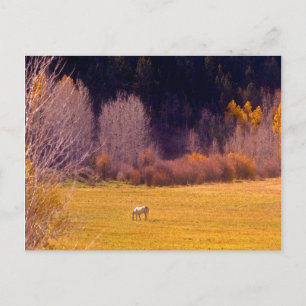 Carte Postale Cheval À L'Automne I
