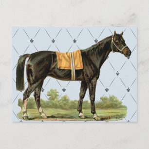Carte postale Cheval à selle vintage