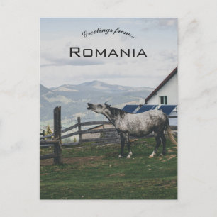 Carte Postale Cheval à Vatra Dornei Roumanie