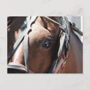 Carte Postale Cheval Amish