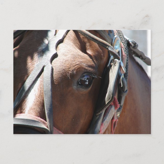 Carte Postale Cheval Amish (Devant)