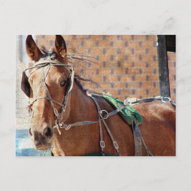 Carte Postale Cheval Amish (Devant)