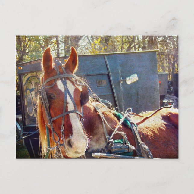 Carte Postale Cheval Amish (Devant)
