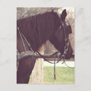 Carte Postale Cheval Amish