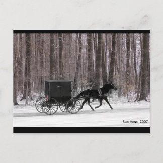 Carte Postale Cheval Amish et Buggy