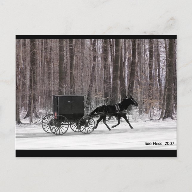 Carte Postale Cheval Amish et Buggy (Devant)