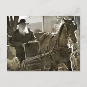 Carte Postale Cheval amish faisant l'idiot avec la langue sortie