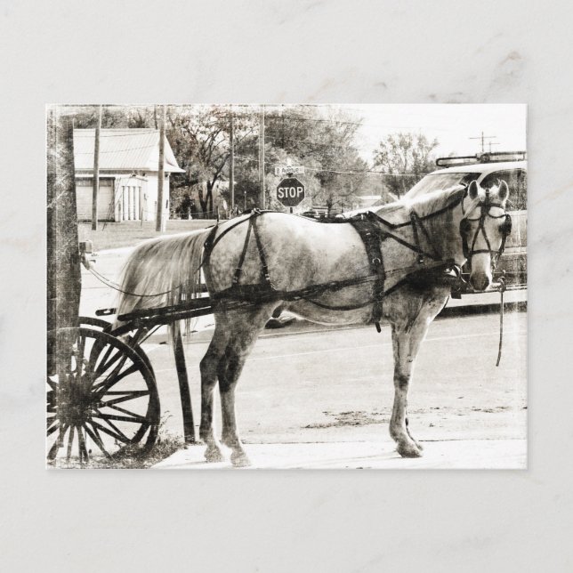 Carte Postale Cheval Amish gris en noir et blanc (Devant)