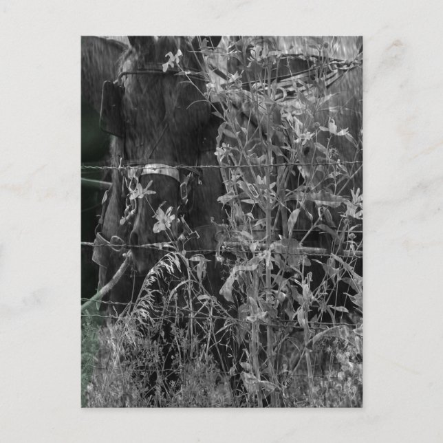 Carte Postale Cheval Amish Grunge noir et blanc (Devant)