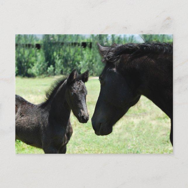 Carte Postale Cheval amour maman et bébé (Devant)