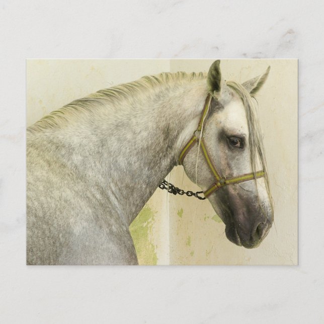 Carte Postale Cheval andalou gris pommelé (Devant)