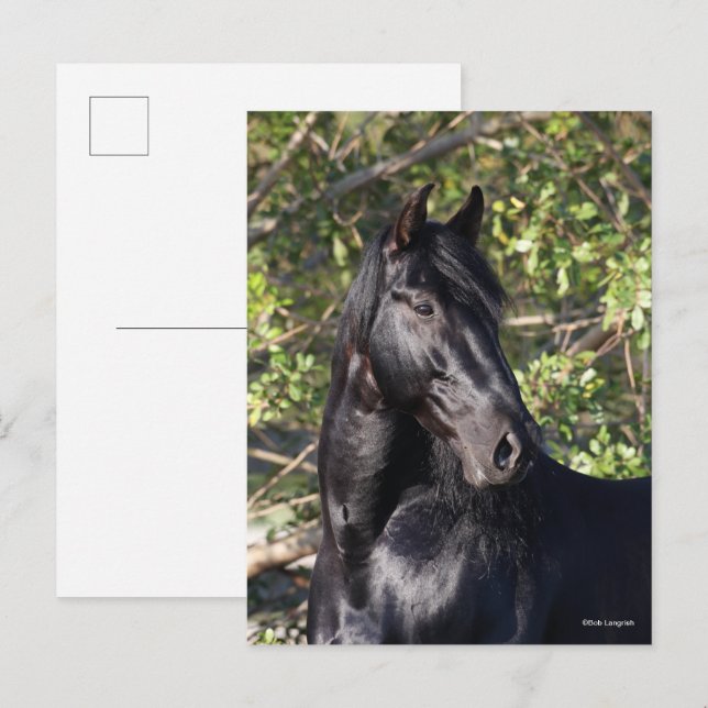 Carte Postale Cheval andalou noir (Devant / Derrière)